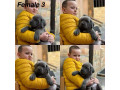 stenci-cane-corso-small-1