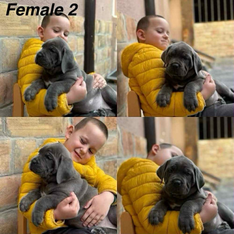 stenci-cane-corso-big-3