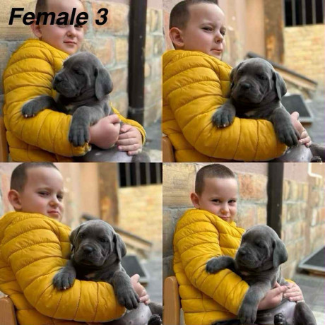 stenci-cane-corso-big-1