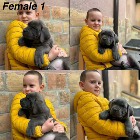 stenci-cane-corso-big-0