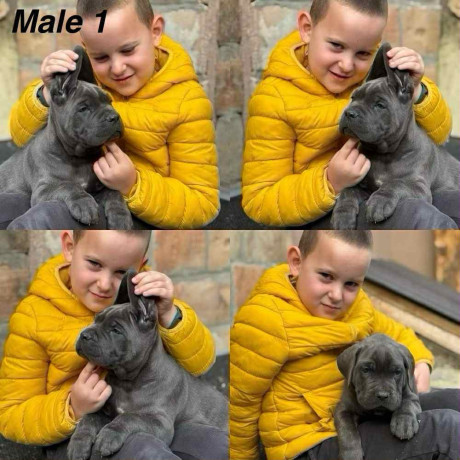 stenci-cane-corso-big-4