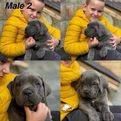 stenci-cane-corso-big-2