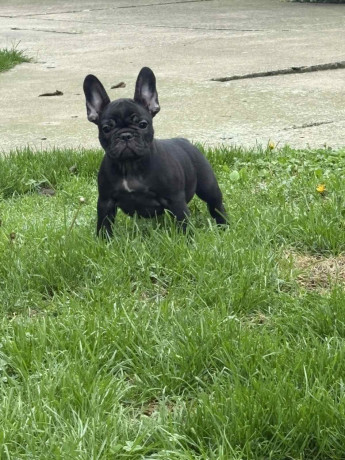 dve-zenke-francuskog-buldoga-big-0