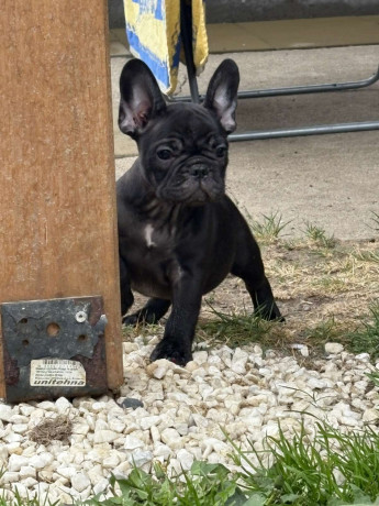 dve-zenke-francuskog-buldoga-big-1