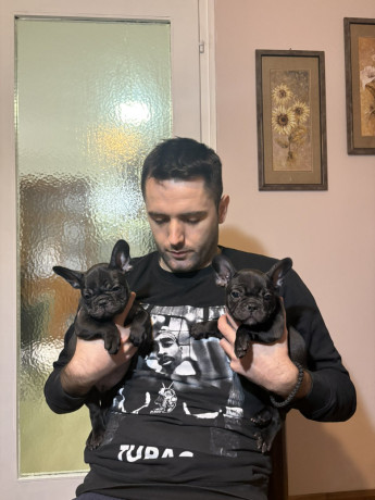 dve-zenke-francuskog-buldoga-big-2