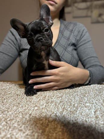 dve-zenke-francuskog-buldoga-big-3