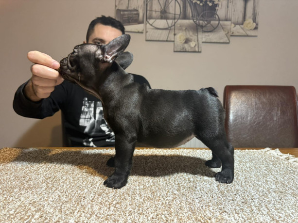 dve-zenke-francuskog-buldoga-big-4