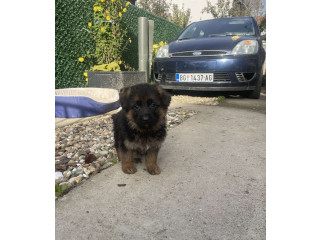 Štenci nemačkog ovčara kratkodlaki