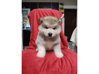 Aljaski malamut štenci