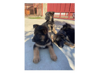 Nemački ovčar, štenci