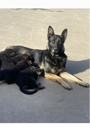 nemacki-ovcar-stenci-big-4