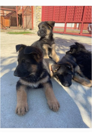 nemacki-ovcar-stenci-big-0