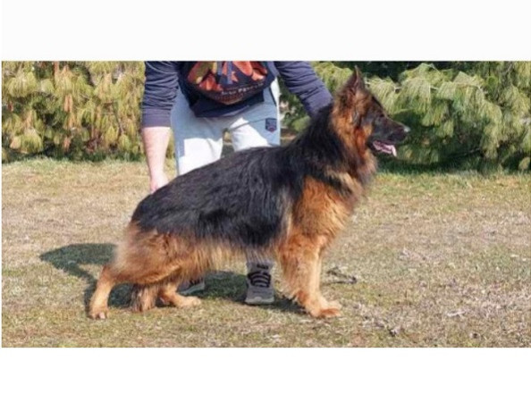 nemacki-ovcar-stenci-big-3