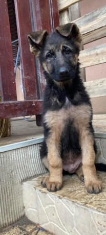 nemacki-ovcar-stenci-big-2