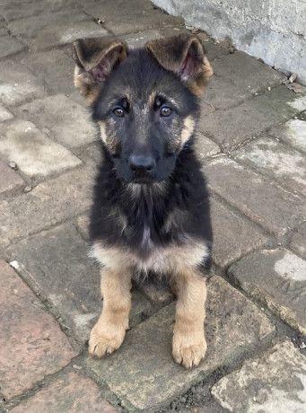 nemacki-ovcar-stenci-big-1