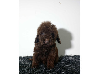 Toy pudle stenci.......................................................................................................................