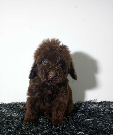 toy-pudle-stenci-big-0