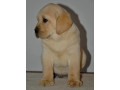 labrador-stenci-zute-i-crne-boje-small-2