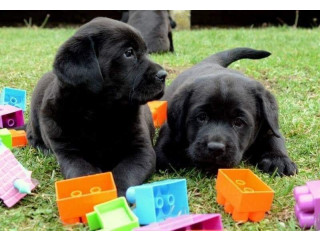 LABRADOR štenci, žute i crne boje