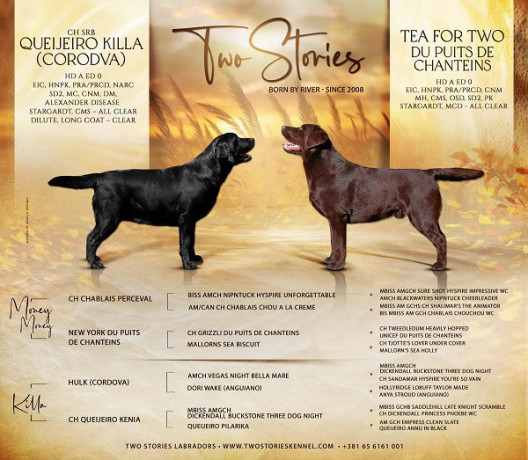 labrador-stenci-zute-i-crne-boje-big-4