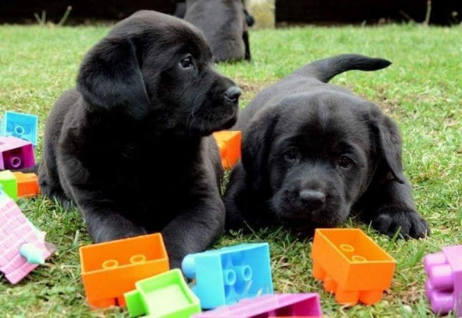 labrador-stenci-zute-i-crne-boje-big-0