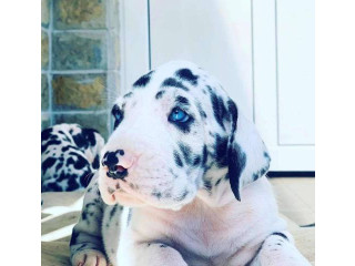 Nemačka doga štenci