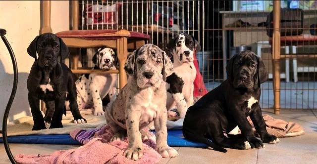 nemacka-doga-stenci-big-3