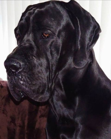 nemacka-doga-stenci-big-2