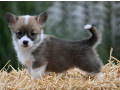 velski-korgi-welsh-corgi-pembroke-small-2