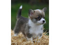 velski-korgi-welsh-corgi-pembroke-small-3