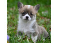 velski-korgi-welsh-corgi-pembroke-small-4