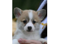 velski-korgi-welsh-corgi-pembroke-small-1