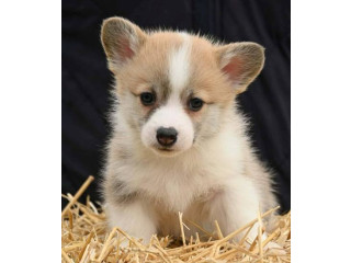 Velški korgi Welsh Corgi Pembroke