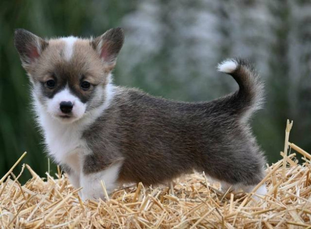 velski-korgi-welsh-corgi-pembroke-big-2