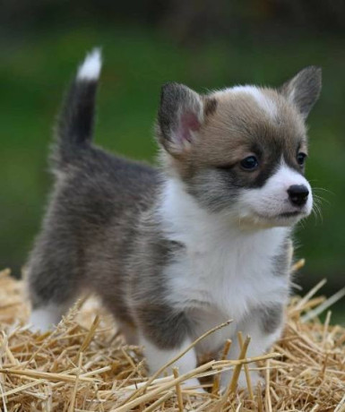 velski-korgi-welsh-corgi-pembroke-big-3