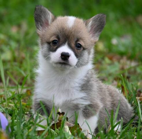 velski-korgi-welsh-corgi-pembroke-big-4