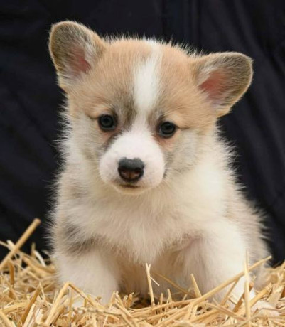velski-korgi-welsh-corgi-pembroke-big-0