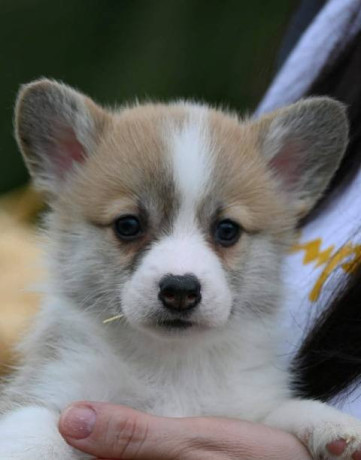 velski-korgi-welsh-corgi-pembroke-big-1