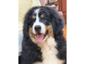 na-prodaju-stenci-bernskog-planinskog-psa-odlicnog-kvaliteta-small-4