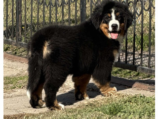 Na prodaju stenci bernskog planinskog psa, odlicnog kvaliteta