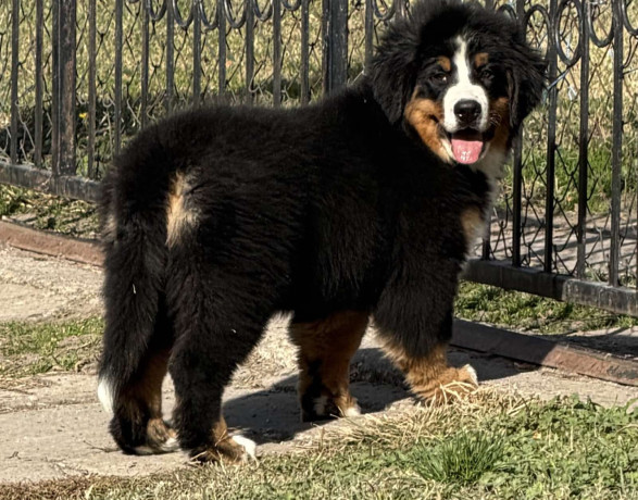 na-prodaju-stenci-bernskog-planinskog-psa-odlicnog-kvaliteta-big-0
