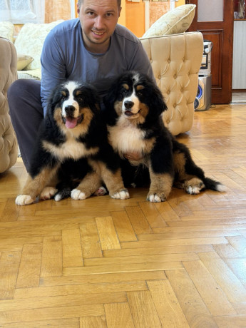 na-prodaju-stenci-bernskog-planinskog-psa-odlicnog-kvaliteta-big-2