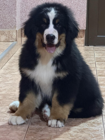 na-prodaju-stenci-bernskog-planinskog-psa-odlicnog-kvaliteta-big-1