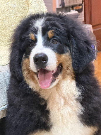 na-prodaju-stenci-bernskog-planinskog-psa-odlicnog-kvaliteta-big-4