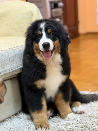 na-prodaju-stenci-bernskog-planinskog-psa-odlicnog-kvaliteta-big-3