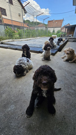 stenci-lagoto-romanjole-big-4