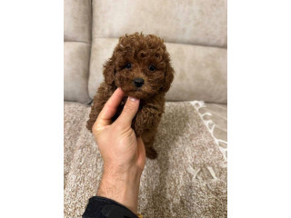 Toy pudle vrhunskog porekla