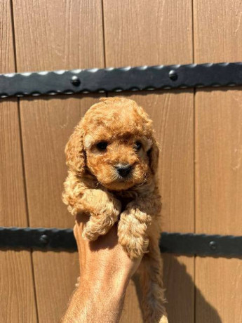 toy-pudle-vrhunskog-porekla-big-1