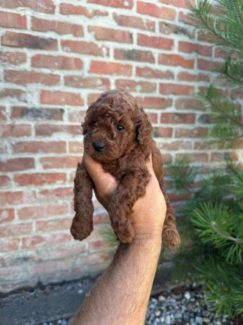 toy-pudle-vrhunskog-porekla-big-4