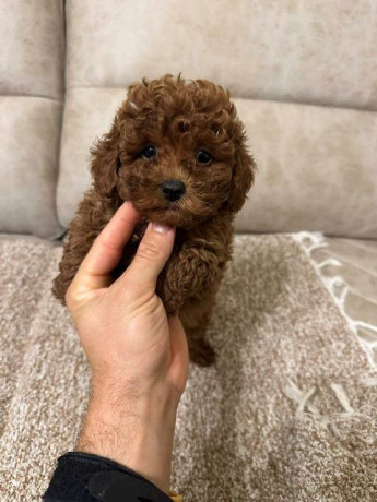 toy-pudle-vrhunskog-porekla-big-0